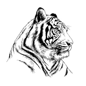 老虎从手用墨水绘制