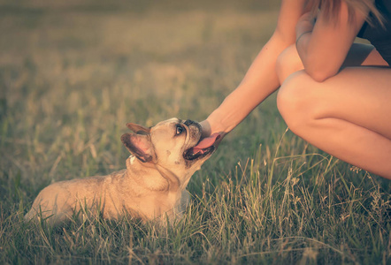 法国斗牛犬的照片