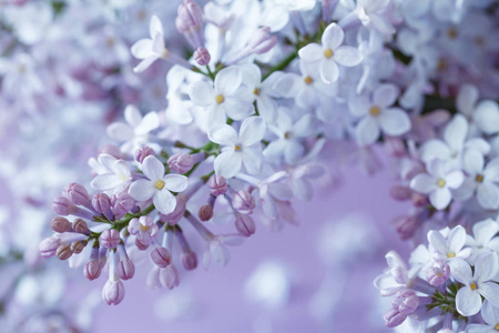 淡紫色花卉朴素的背景花卉背景淡紫色花照片