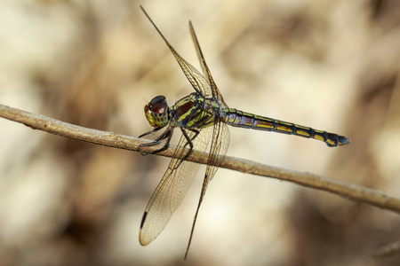 图像的深红色 dropwing 蜻蜓 女  日的 Trithemis 极光