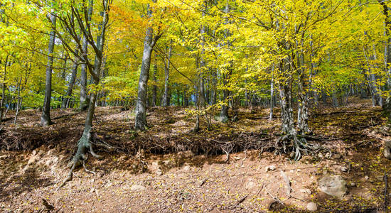 秋天的树林边上的山沟图片