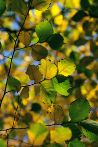 秋季，多彩的树叶