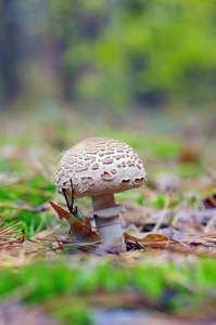 生长在森林里的蘑菇