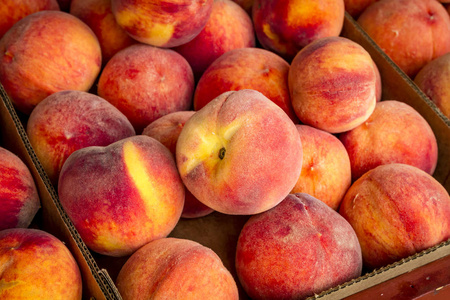 果园新鲜采摘的的桃子图片
