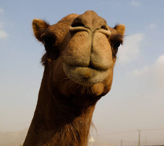 搞笑的骆驼头，沙迦，阿联酋的肖像