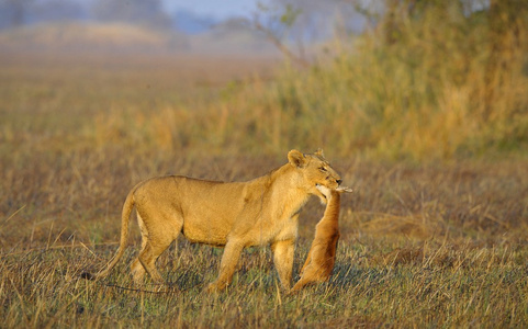 母狮与猎物照片