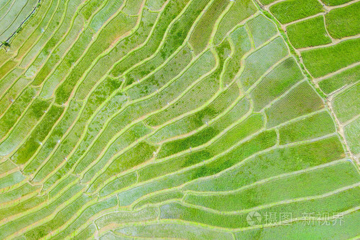 从飞行无人机的绿色的稻田在空中顶视图照片