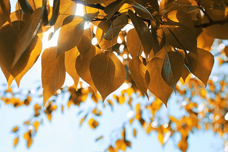 黄色的秋天树叶在清澈的蓝天上