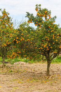 在冬天，淡水河谷 dos Vinhedos 谷橘树