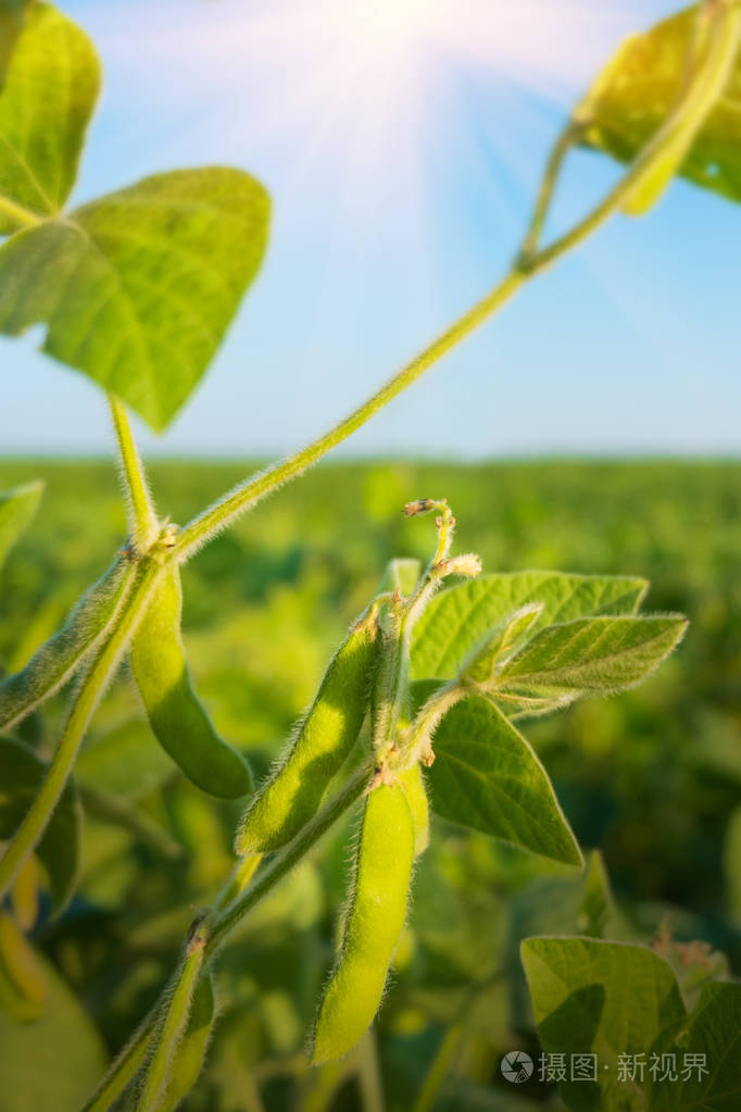 成熟的豆荚大豆豆绿色的天空