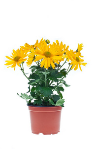 盆栽的菊花图片