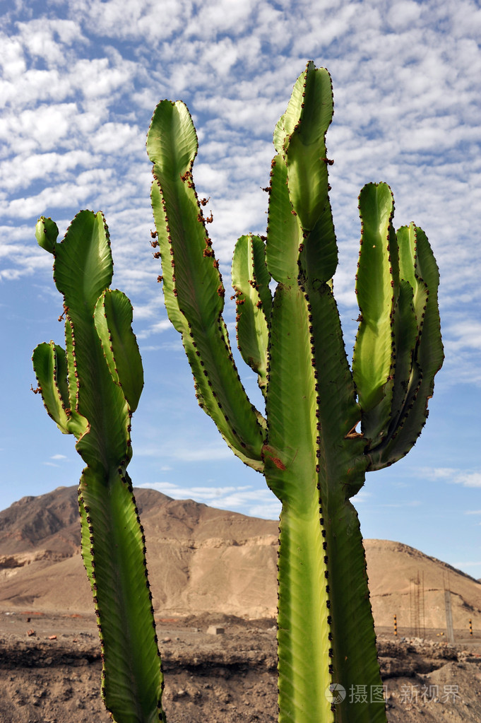 在沙漠上的仙人掌