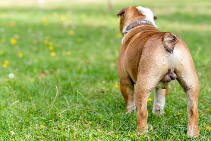 美丽的英国斗牛犬户外的肖像