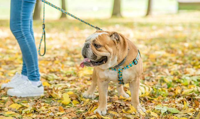 美丽的英国斗牛犬户外的肖像