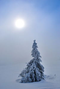 雪云杉