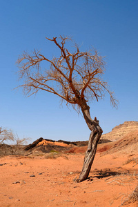 内盖夫沙漠中的单独干树图片