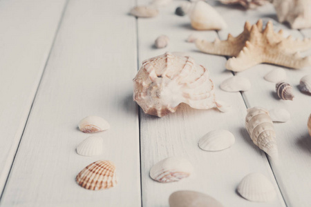 白色木，海度假背景上的贝壳