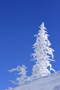 冰雪覆盖的松树