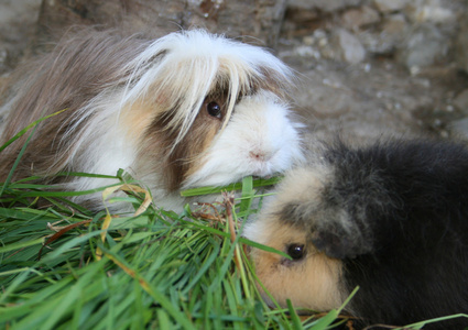 天竺鼠 guinea pig的名词复数  试验品