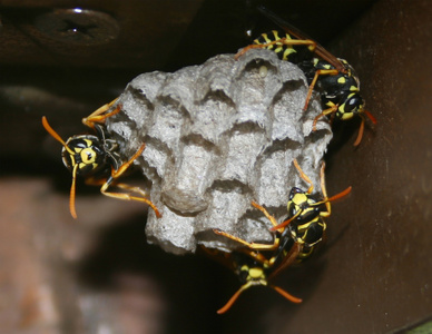 Wasps nest