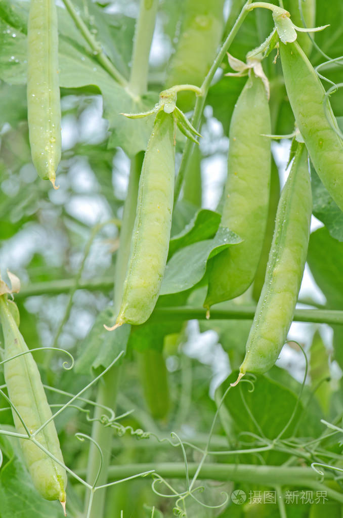 成熟的青豌豆年轻的豌豆荚