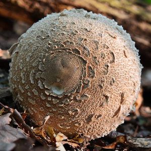 可食用的阳伞蘑菇