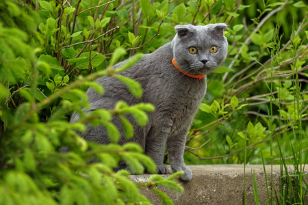 美丽的苏格兰折耳猫猫的画像