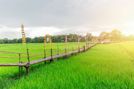 公众出行交通位置竹手工制作桥上绿色的稻田，在南邦府