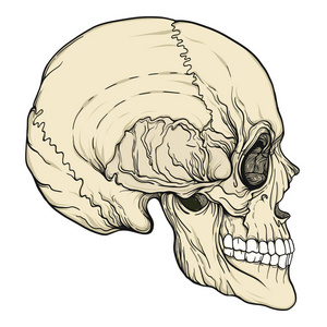 孤立的人类头骨现实手绘图