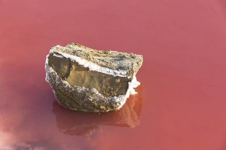红色的咸水湖Camarque，法国的细节