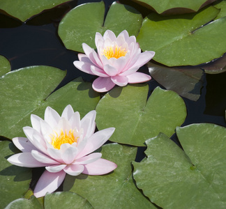 两朵百合花