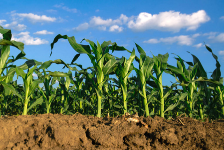 玉米植物栽培农业领域图片