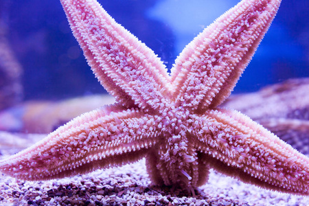 在水族馆的紫海星照片