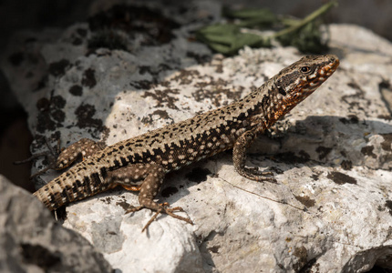 五颜六色的蜥蜴在克罗地亚的一块石头上坐