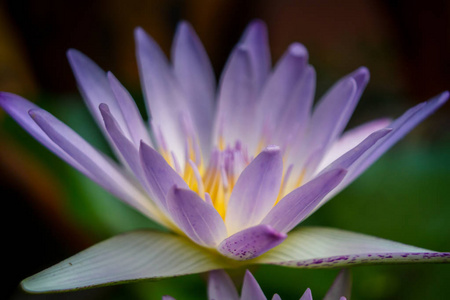 莲花莉莉水