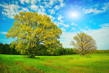 两个大树上灿烂夏日的绿色草地上照片
