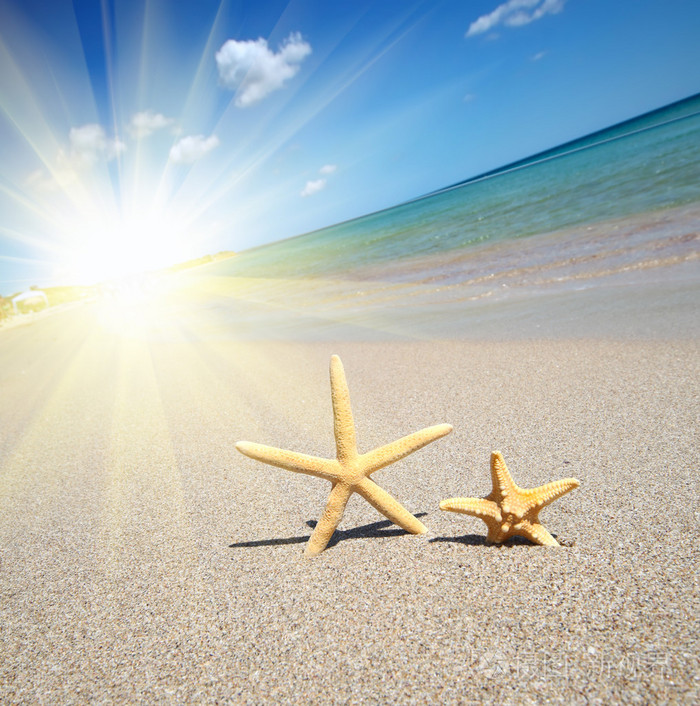 海滩上的海星
