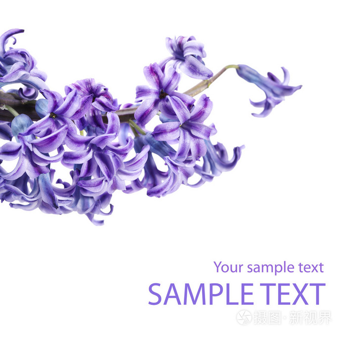 紫丁香花枝分离于白色