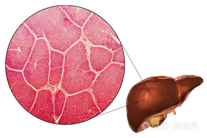 肝的插图和显微图像