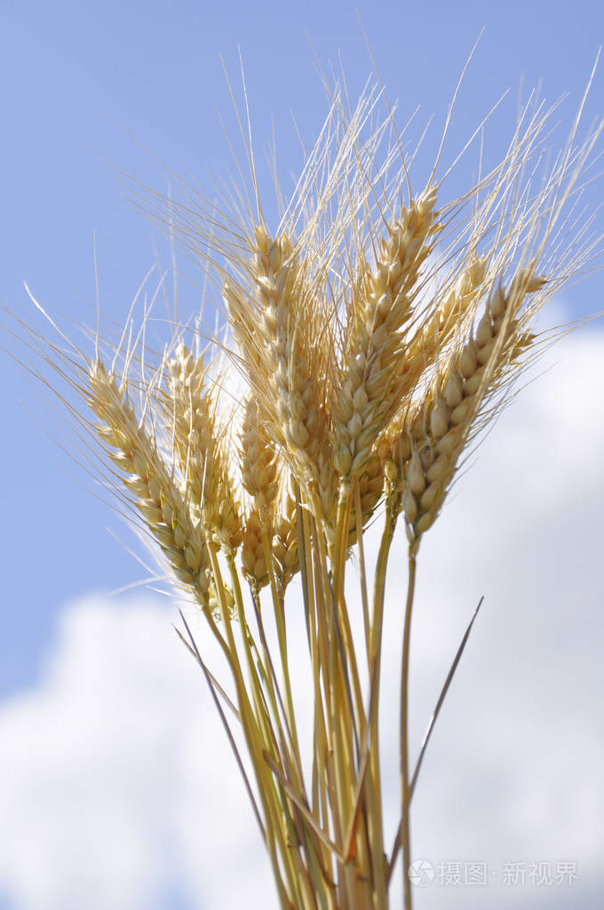 成熟的小麦对天空的耳朵