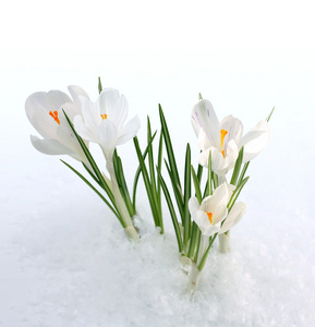 雪花莲春天开白花