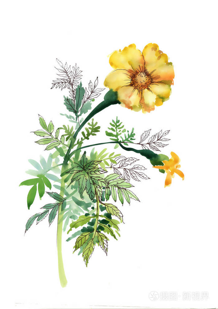 水彩绘画着万寿菊