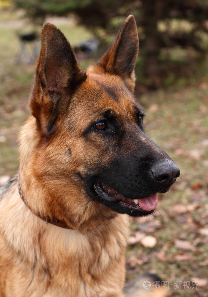 大 2000*2862px发票合同问题/查看作者其他作品查看更多>德国牧羊犬