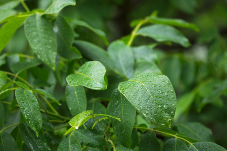 雨中的树叶