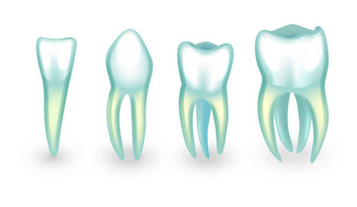 人类的牙齿。门齿 犬齿和 molarsb