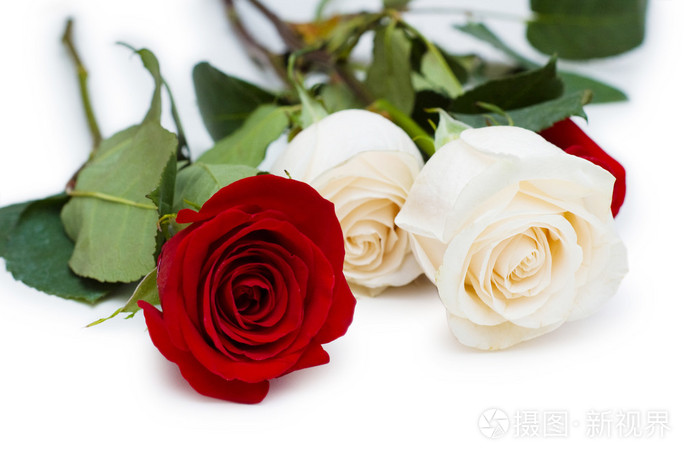 白玫瑰和红玫瑰