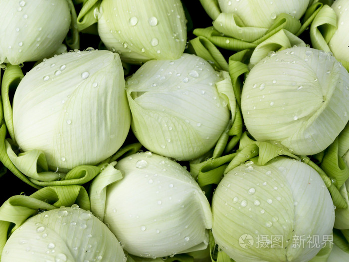 white lotus flower bud