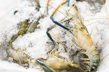 鲜虾冻在冰块中，天然的海洋食品市场