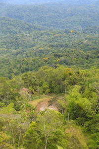 亚马逊丛林图片