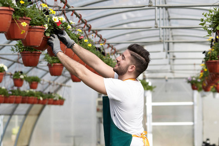 快乐的雄性保育工作者修剪植物温室